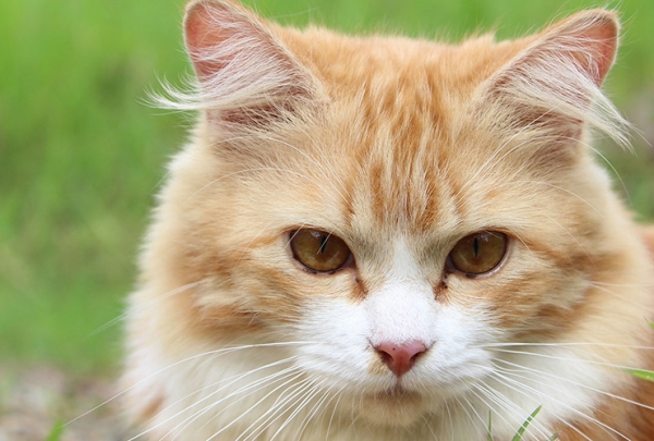 Блохи у кошки: выведение в домашних условиях Блохи у кошки: выведение в домашних условиях