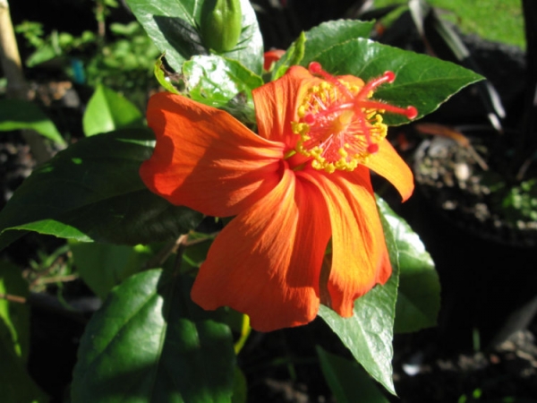 Кокио Кокио