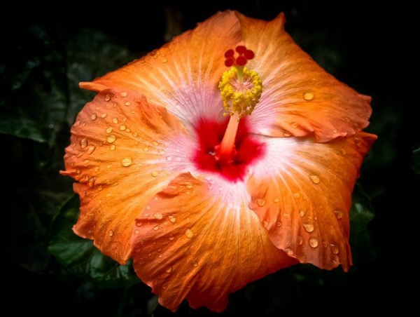 Кокио Кокио