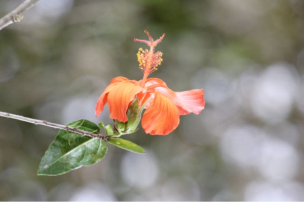 Кокио Кокио