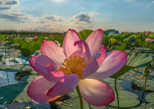 Лотос орехоносный