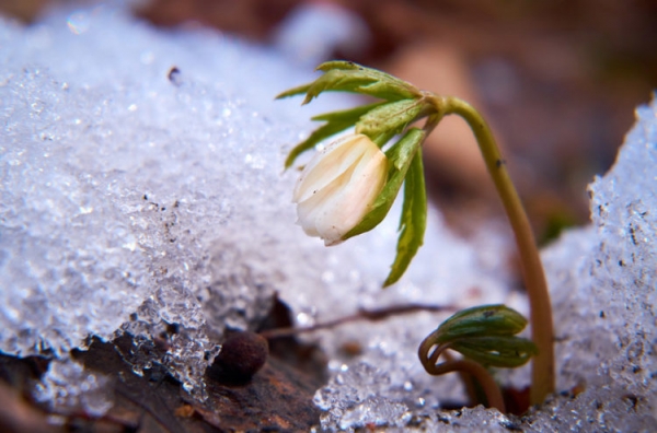 Подснежник Подснежник