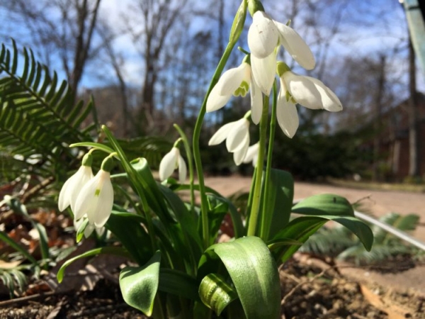 Подснежник Подснежник