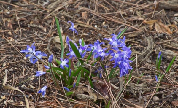 Подснежник Подснежник