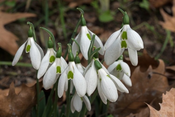 Подснежник Подснежник