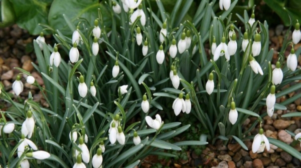 Подснежник Подснежник