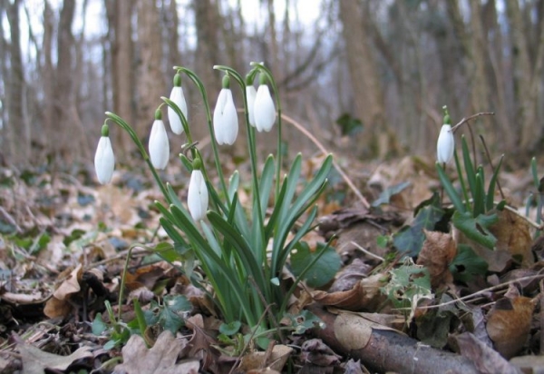 Подснежник Подснежник