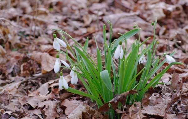 Подснежник Подснежник