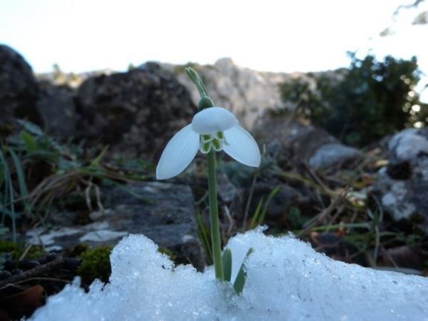 Подснежник Подснежник