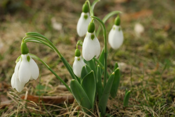 Подснежник Подснежник