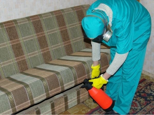 Как бороться с блохами у попугаев Как бороться с блохами у попугаев