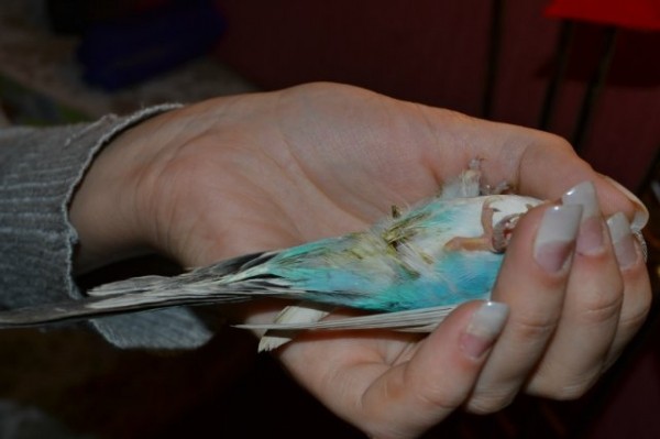 Как бороться с блохами у попугаев Как бороться с блохами у попугаев