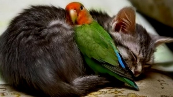 Как бороться с блохами у попугаев Как бороться с блохами у попугаев