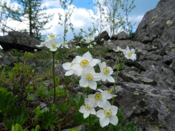Анемонаструм пермский
