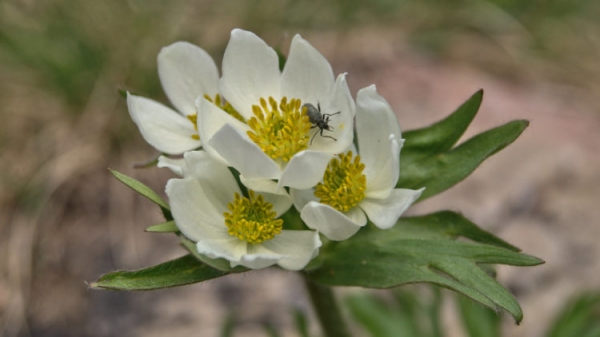 Анемонаструм пермский