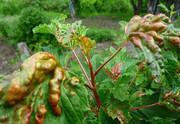 Антракноз смородины Антракноз смородины