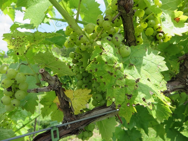 Антракноз винограда Антракноз винограда