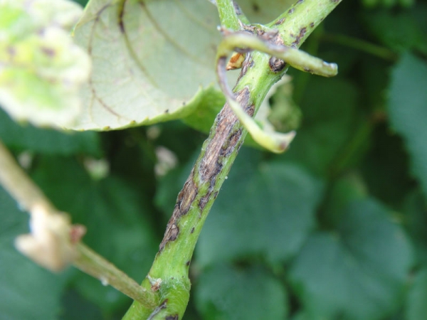 Антракноз винограда Антракноз винограда