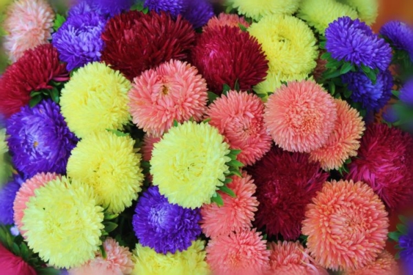 Астра садовая