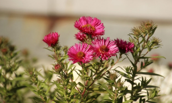 Астра садовая