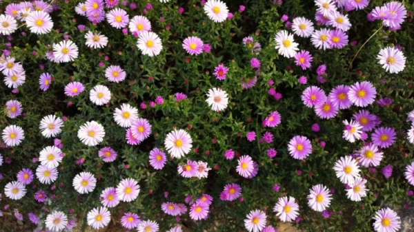 Астра садовая