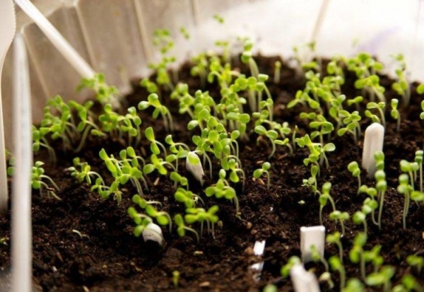 Астра садовая