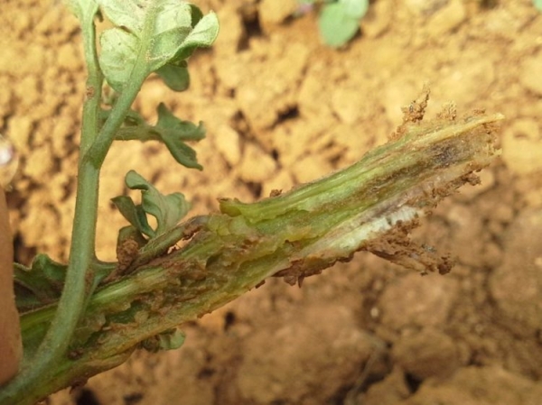 Астра садовая