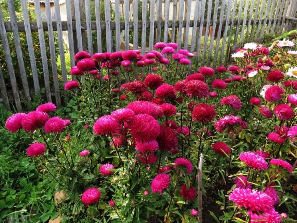 Астра садовая