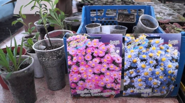 Астра садовая