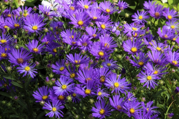 Астра садовая