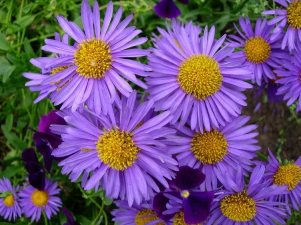 Астра садовая