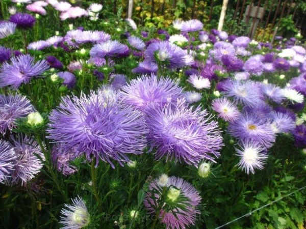 Астра садовая