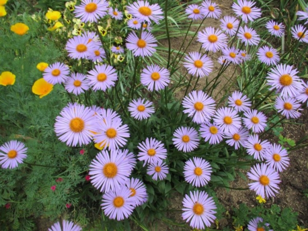 Астра садовая