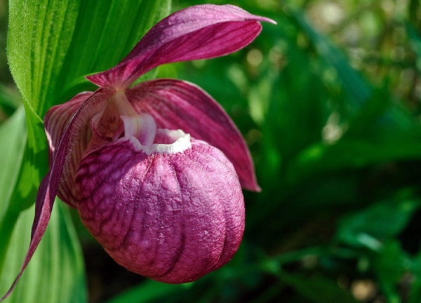 Башмачок крупноцветковый Башмачок крупноцветковый