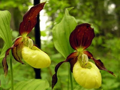 Башмачок крупноцветковый Башмачок крупноцветковый