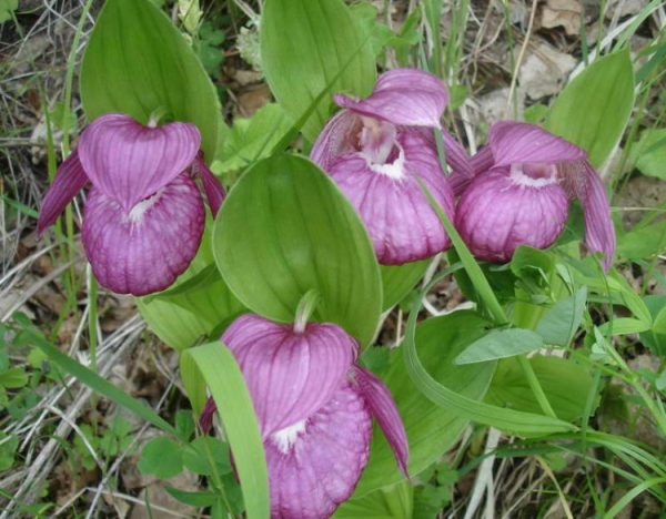 Башмачок крупноцветковый Башмачок крупноцветковый