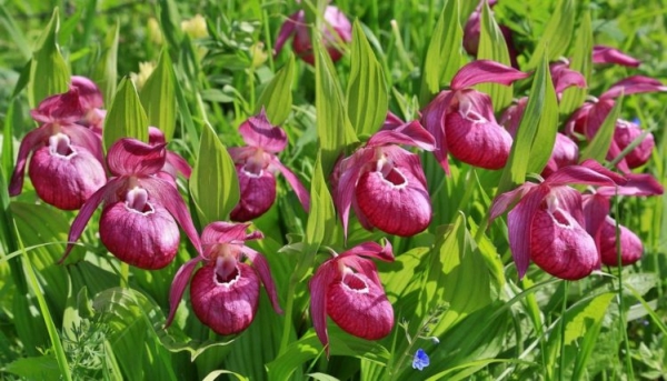 Башмачок крупноцветковый Башмачок крупноцветковый