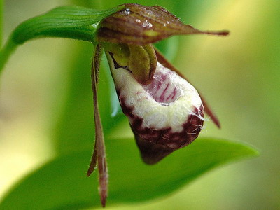 Башмачок крупноцветковый Башмачок крупноцветковый