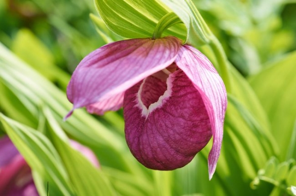 Башмачок крупноцветковый Башмачок крупноцветковый