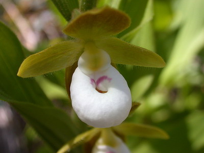 Башмачок крупноцветковый Башмачок крупноцветковый
