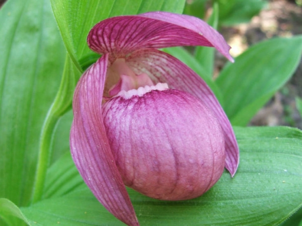 Башмачок крупноцветковый Башмачок крупноцветковый