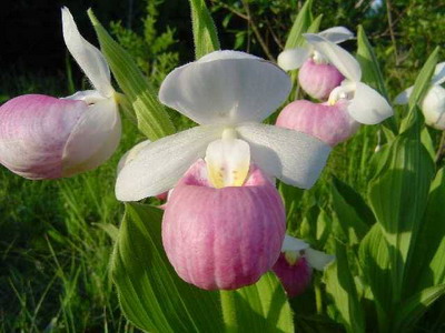 Башмачок крупноцветковый Башмачок крупноцветковый