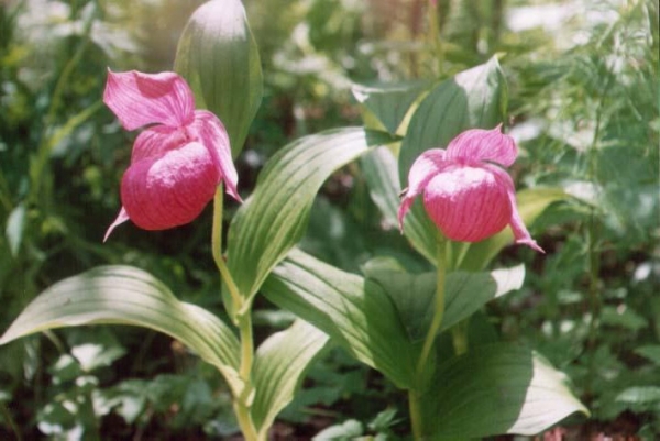 Башмачок крупноцветковый Башмачок крупноцветковый