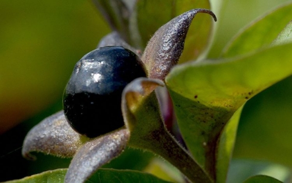 Белладонна