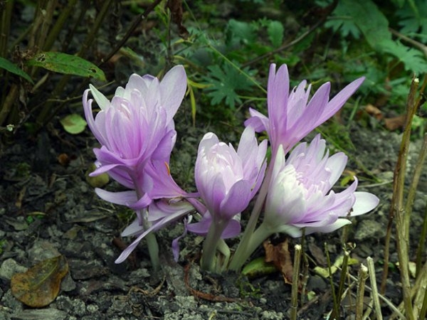 Безвременник веселый Безвременник веселый