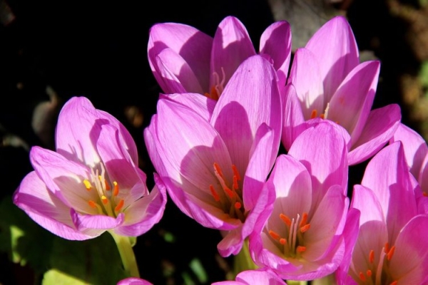 Безвременник веселый Безвременник веселый