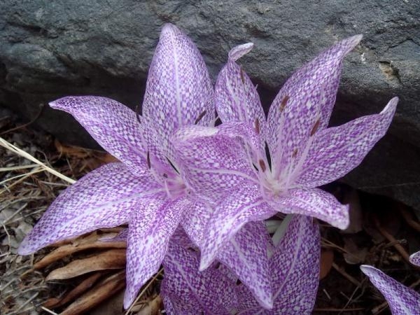 Безвременник веселый Безвременник веселый