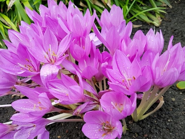 Безвременник веселый Безвременник веселый