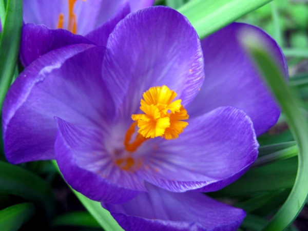 Безвременник веселый Безвременник веселый