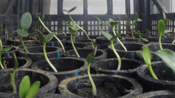 Cube Farm: модульная растениеводческая платформа